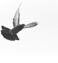 أهداف وقيم عائلة العزيبي